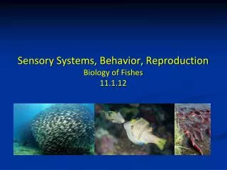 Sensory Systems, Behavior, Reproduction Biology of Fishes 11.1.12