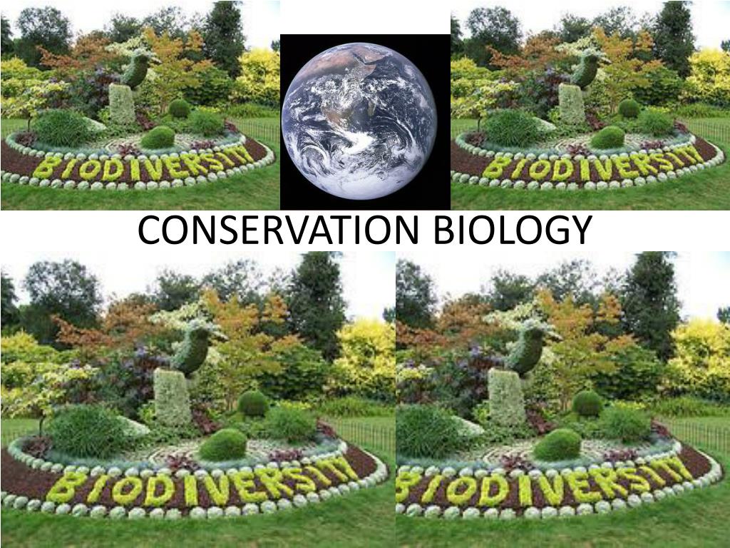 PPT - CONSERVATION BIOLOGY PowerPoint Presentation, free download - ID ...
