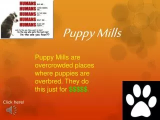Puppy Mills are overcrowded places where puppies are overbred. They do this just for $$$$$.