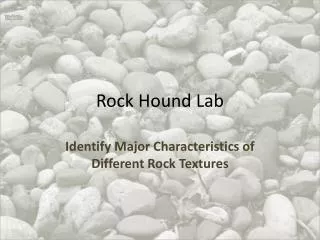 Rock Hound Lab