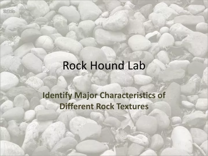 rock hound lab