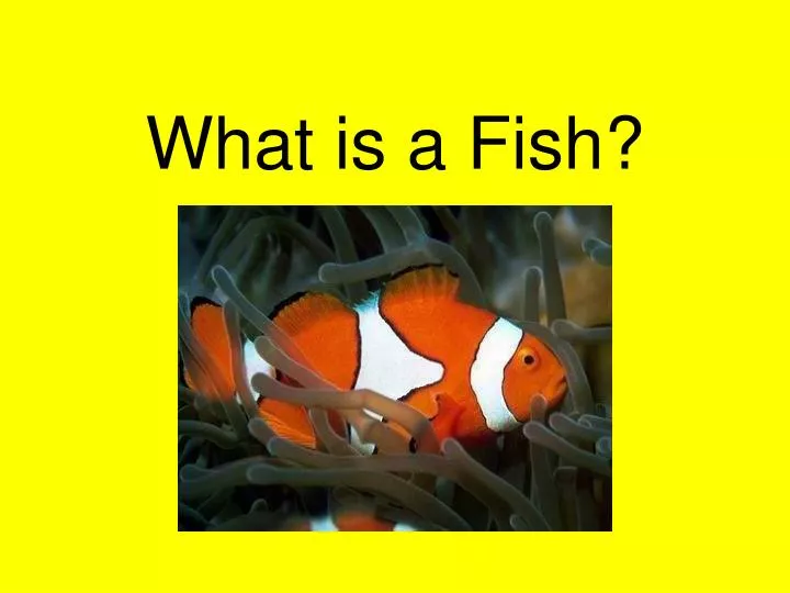 what is a fish