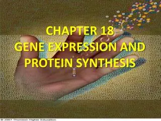 CHAPTER 18 GENE EXPRESSION AND PROTEIN SYNTHESIS