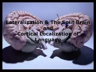 Lateralization &amp; The Split Brain and Cortical Localization of Language