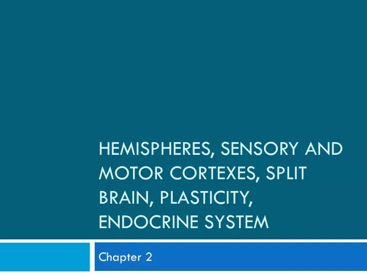 hemispheres sensory and motor cortexes split brain plasticity endocrine system