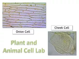 Onion Cell
