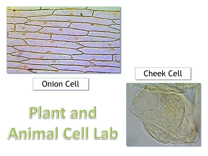 PPT - Onion Cell PowerPoint Presentation, free download - ID:1962002