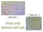 Onion Cell - slide 1