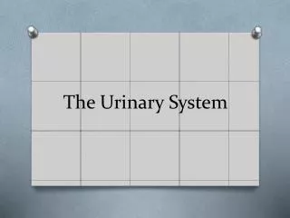 The Urinary System