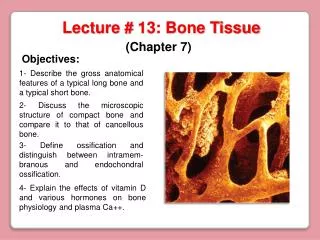 Lecture # 13: Bone Tissue