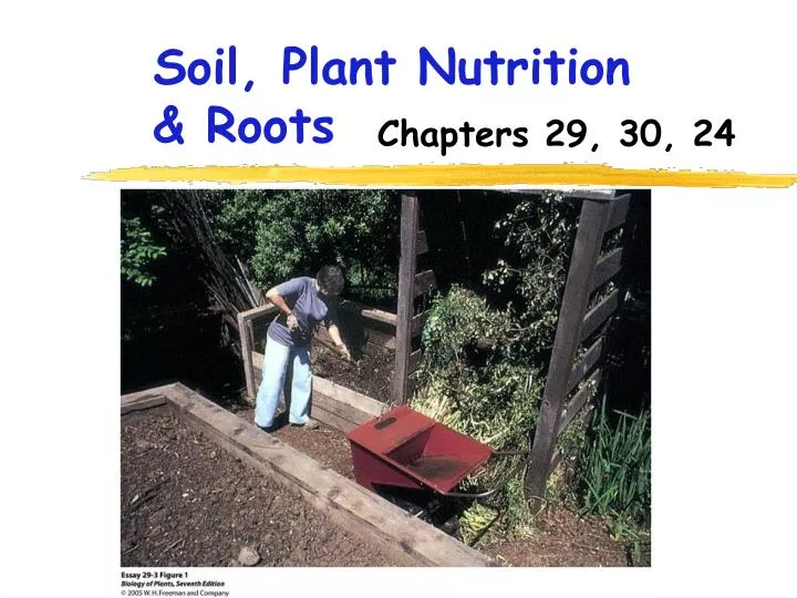 soil plant nutrition roots