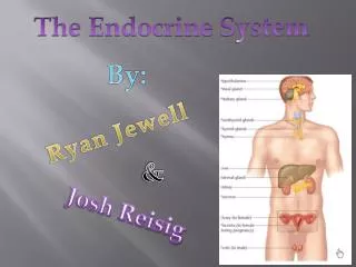 The Endocrine S ystem