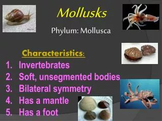 Mollusks Phylum: Mollusca