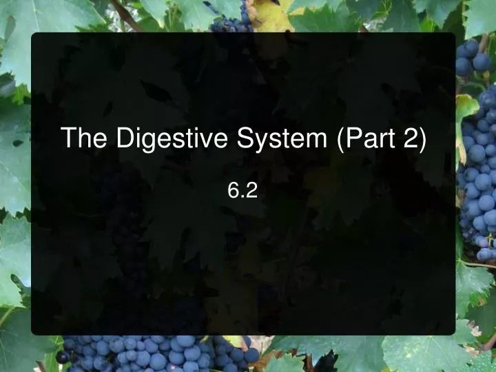 the digestive system part 2