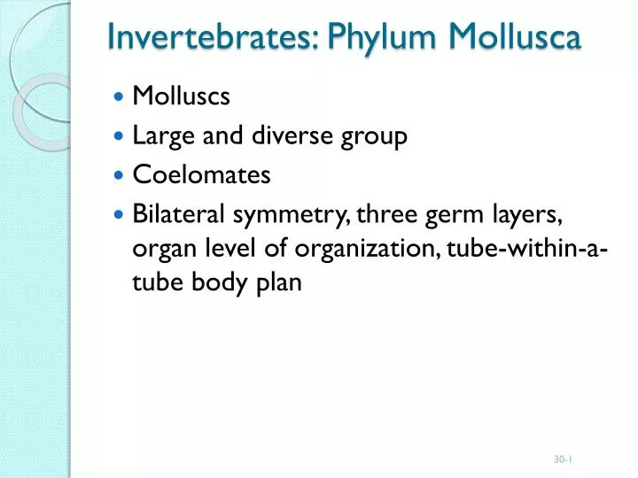 invertebrates phylum mollusca