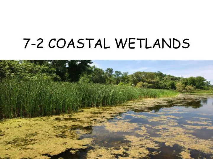 7 2 coastal wetlands