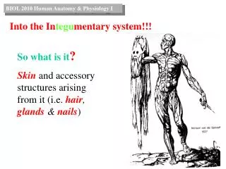 So what is it ? Skin and accessory structures arising from it (i.e. hair , glands &amp; nails )