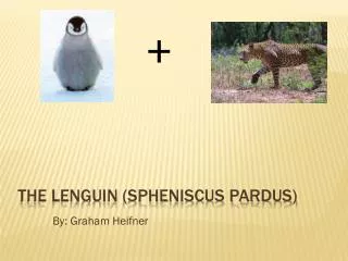 The Lenguin (Spheniscus pardus)