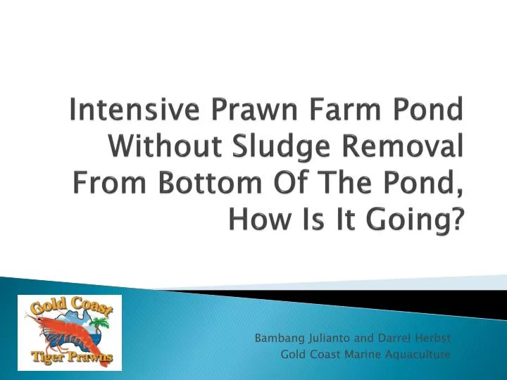 intensive prawn farm pond without sludge removal from bottom of the pond how is i t going