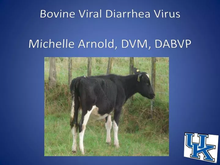 bovine viral diarrhea virus michelle arnold dvm dabvp