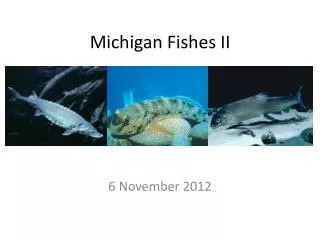 Michigan Fishes II
