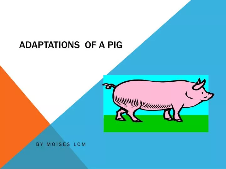 adaptations of a pig