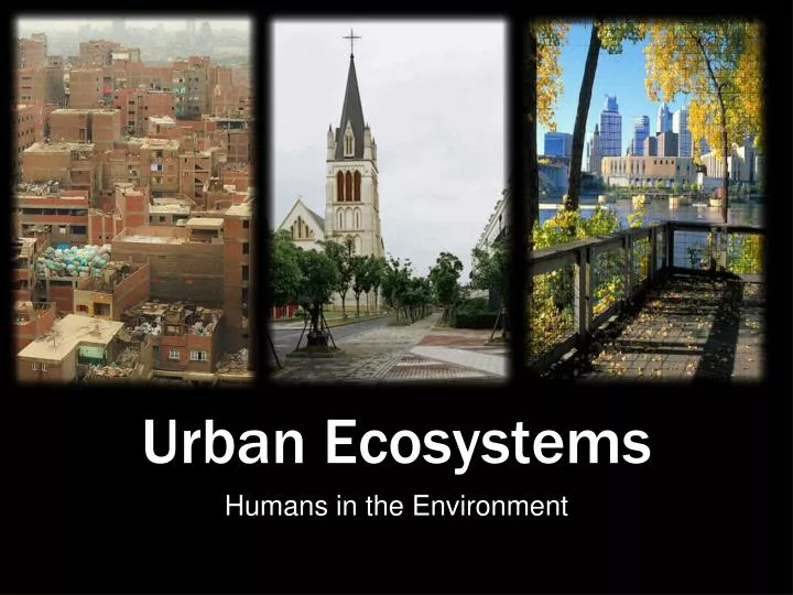 urban ecosystems