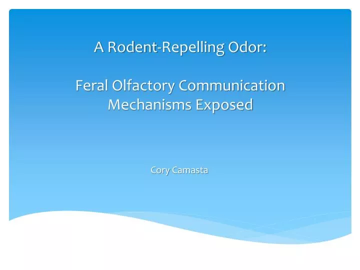 a rodent repelling odor feral olfactory communication mechanisms exposed