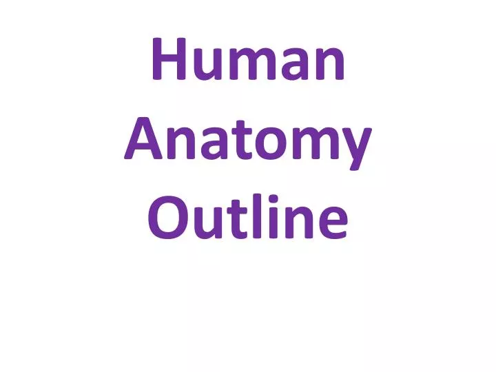 human anatomy outline