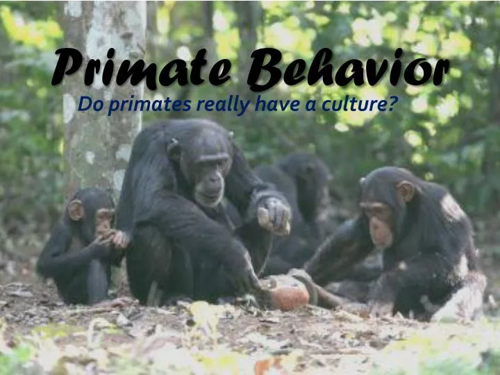 primate behavior