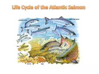 Life Cycle of the Atlantic Salmon