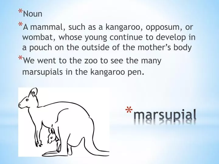 marsupial