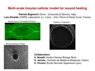 Multi- scale tissular -cellular model for wound healing