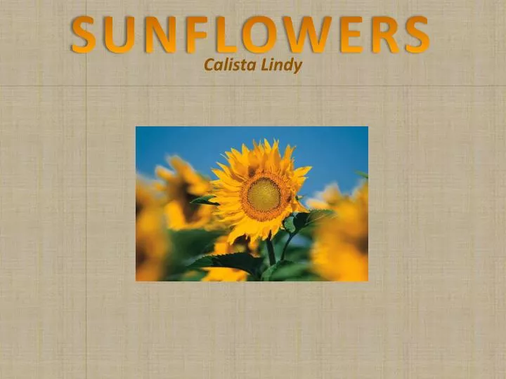 sunflowers calista lindy