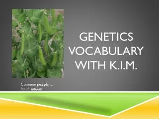 GENETICS VOCABULARY WITH K.I.M.