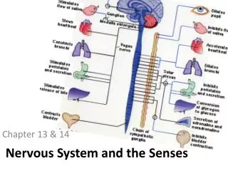 Nervous System and the Senses