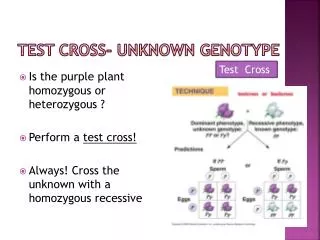 Test Cross- Unknown Genotype
