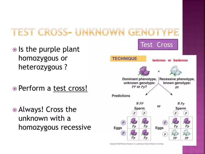 test cross unknown genotype