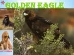 Golden Eagle - slide 1