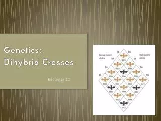 Genetics: Dihybrid Crosses