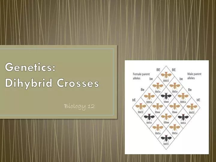 genetics dihybrid crosses