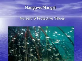 Mangove /Mangal