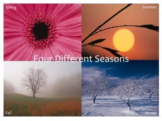 Four Different Seasons