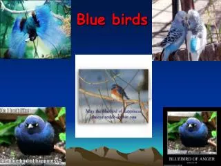 Blue birds