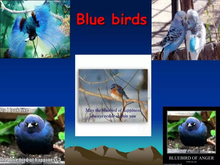 blue birds