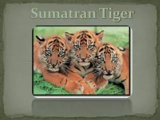 Sumatran Tiger