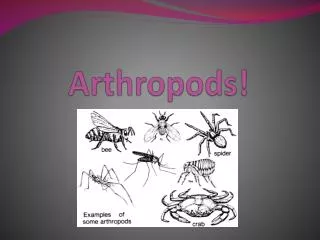 arthropods