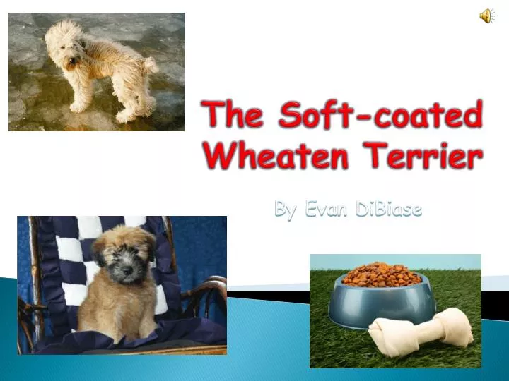 the soft coated wheaten terrier