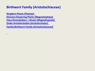 Birthwort Family ( Aristolochiaceae ) Kingdom:Plants ( Plantae )
