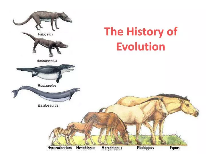 the history of evolution